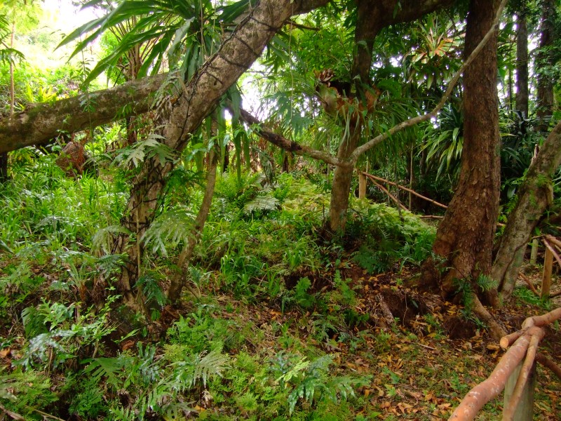 Mauritius 2010 - 0278 